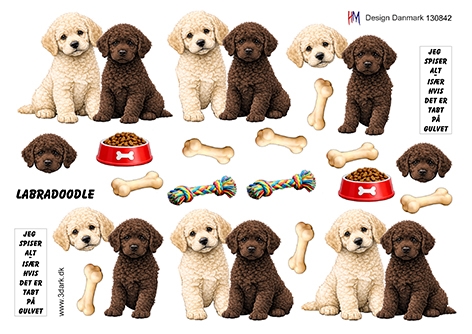 3D Labradoodle